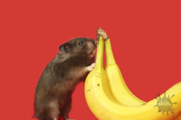 Hamster mit Banane